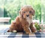 Small #2 Cavapoo (Miniature)