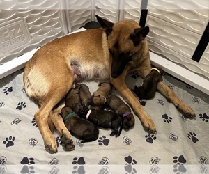 Belgian Malinois Puppy for sale in ELLERBE, NC, USA