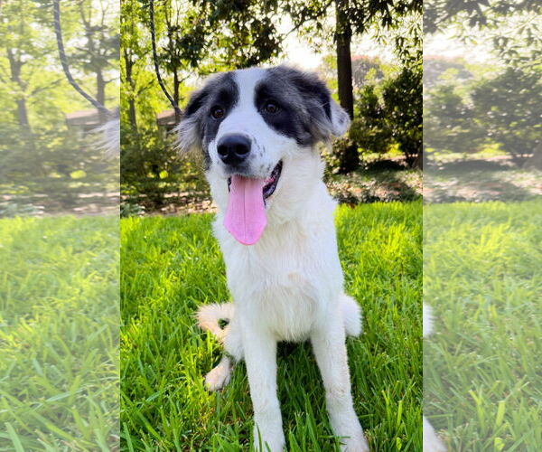 Medium Photo #6 Great Pyrenees Puppy For Sale in Spring, TX, USA