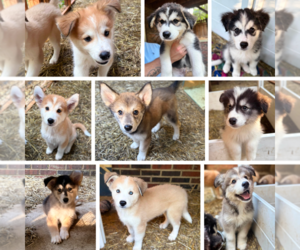 Golden Pyrenees-Siberian Husky Mix Puppy for sale in HICKORY, NC, USA