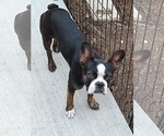 Small Photo #9 Boston Terrier Puppy For Sale in COLORADO SPGS, CO, USA
