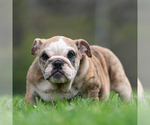 Small #2 English Bulldog