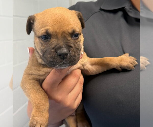 Medium Photo #1 American Bulldog Puppy For Sale in Tarboro, NC, USA