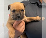 Small American Bulldog