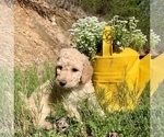 Small Photo #2 Golden Retriever-Goldendoodle Mix Puppy For Sale in LEICESTER, NC, USA