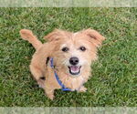 Small #1 Cairn Terrier Mix