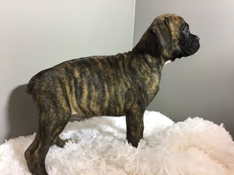 Medium Photo #7 Boxer Puppy For Sale in BECKS MILLS, OH, USA