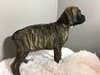Small Photo #7 Boxer Puppy For Sale in BECKS MILLS, OH, USA
