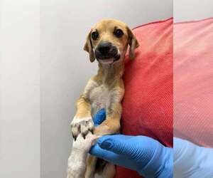 Salem (SC) - Male Mutt Dog for Adoption - Photo #2