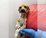 Small Photo #2 Mutt Puppy For Sale in New York, NY, USA