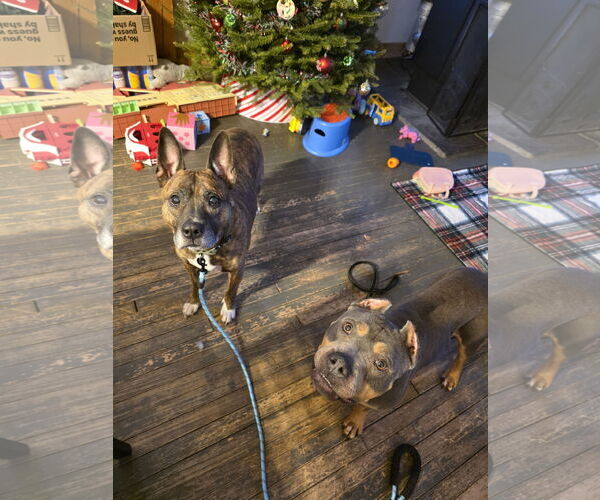 Medium Photo #2 Mutt Puppy For Sale in New London, WI, USA