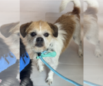 Small #2 Border Terrier Mix