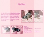 Puppy Stuffing Dachshund