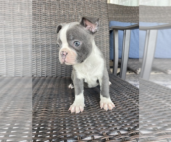 Medium Photo #1 Boston Terrier Puppy For Sale in CHARLOTTESVILLE, VA, USA