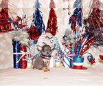 Small Photo #14 Chihuahua Puppy For Sale in CHARLESTON, AR, USA