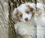 Small Photo #4 Miniature Australian Shepherd Puppy For Sale in ANTHONY, FL, USA