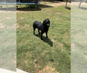Labrador Retriever Puppy for sale in WEST POINT, GA, USA
