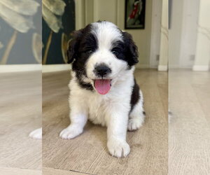 Australian Shepherd-Saint Bernard Mix Dogs for adoption in Marina Del Rey, CA, USA