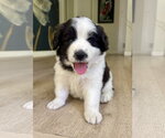 Small Australian Shepherd-Saint Bernard Mix