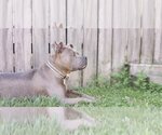 Small #3 American Staffordshire Terrier Mix