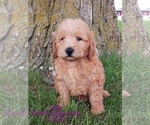 Small Photo #16 Goldendoodle (Miniature) Puppy For Sale in TOPEKA, IN, USA