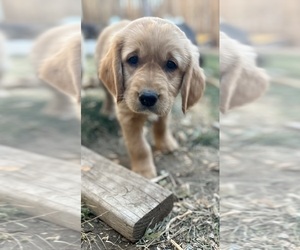 Golden Retriever-Treeing Walker Coonhound Mix Puppy for Sale in ENGLEWOOD, Colorado USA