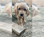 Puppy 1 Golden Retriever-Treeing Walker Coonhound Mix