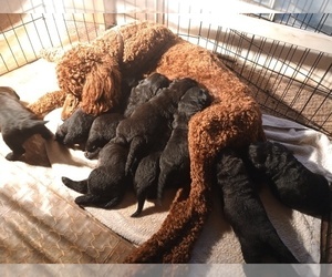 Mother of the Chinese Shar-Pei-Poodle (Standard) Mix puppies born on 08/24/2025