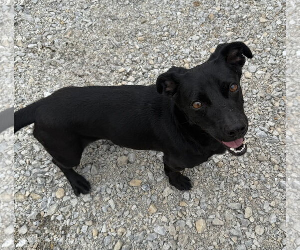 Medium Photo #2 Dachshund-Retriever  Mix Puppy For Sale in Corning, AR, USA