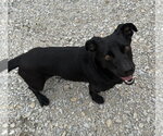 Small #1 Dachshund-Retriever  Mix