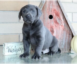 Labrador Retriever Puppy for sale in FREDERICKSBG, OH, USA