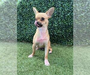 Chihuahua Dogs for adoption in Naples, FL, USA