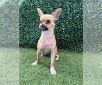 SABINA - Female Chihuahua Dog for Adoption - Small photo