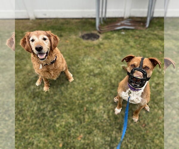 Medium Photo #10 Labrador Retriever-Unknown Mix Puppy For Sale in Fargo, ND, USA