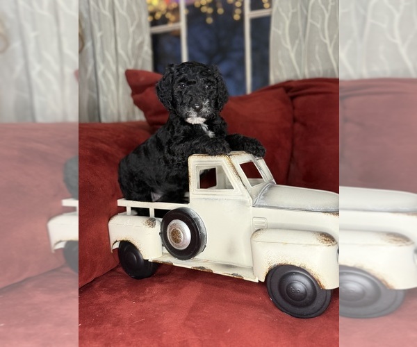 Medium Photo #2 Labradoodle mix (+ Poodle Standard) Puppy For Sale in MOKELUMNE HILL, CA, USA