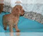 Puppy 1 Cavapoo