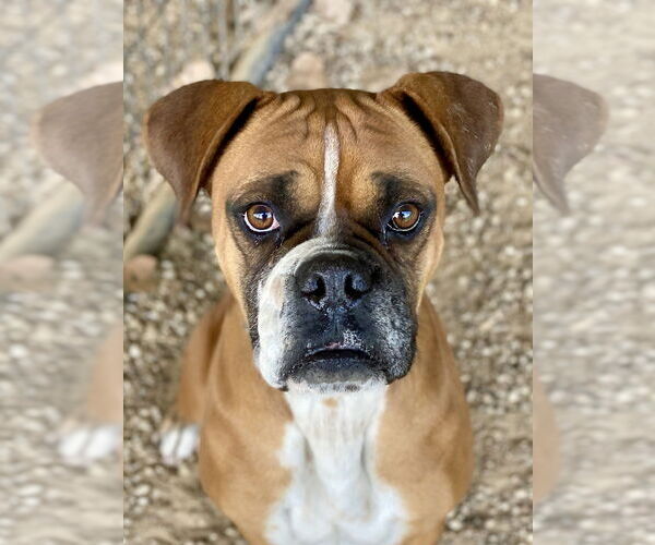 Medium Photo #1 Boxer Puppy For Sale in Austin, TX, USA