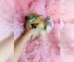 Small #11 Pomeranian