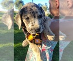 Small #3 Daniff-Neapolitan Mastiff Mix