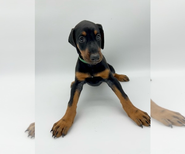 Medium Photo #8 Doberman Pinscher Puppy For Sale in RIVERDALE, MD, USA