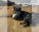 Small Photo #1 Australian Shepherd Puppy For Sale in Columbus, IN, USA
