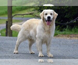 Father of the English Cream Golden Retriever puppies born on 01/07/2023
