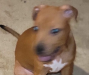 Boxador-Bullboxer Pit Mix Puppy for sale in PHOENIX, AZ, USA
