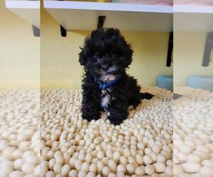 Maltipoo Puppy for sale in SHERMAN OAKS, CA, USA