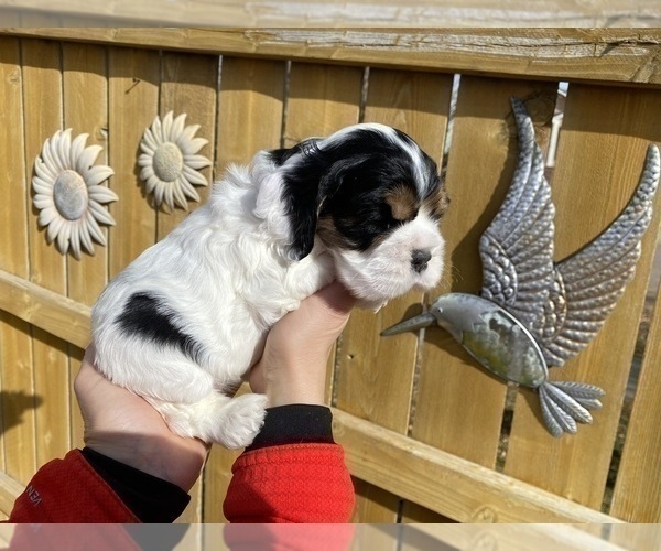 Medium Photo #1 Cocker Spaniel Puppy For Sale in PUEBLO, CO, USA
