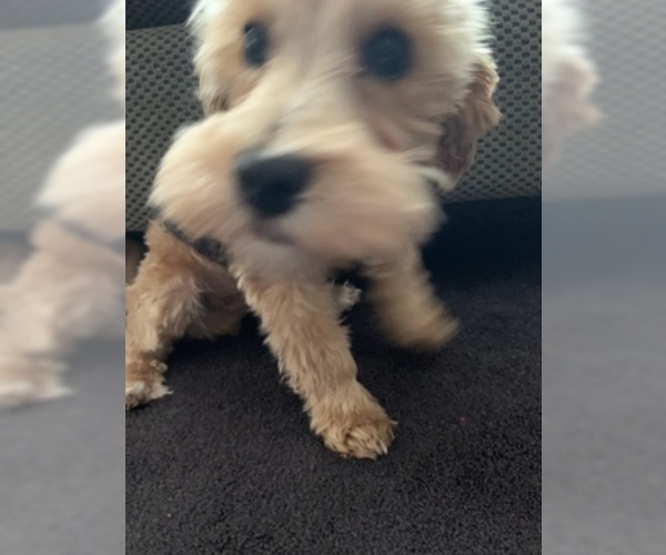 Medium Photo #5 Maltipoo-Morkie Mix Puppy For Sale in BROWN DEER, WI, USA