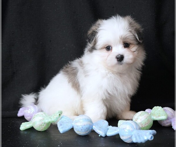 Medium Photo #1 Maltipom Puppy For Sale in ROCK VALLEY, IA, USA