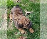 Small Photo #6 English Bulldog Puppy For Sale in SALEM, MO, USA