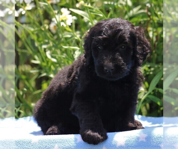 Medium Photo #5 Goldendoodle-Poodle (Standard) Mix Puppy For Sale in NARVON, PA, USA