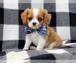 Small Photo #7 Cavalier King Charles Spaniel Puppy For Sale in LAKELAND, FL, USA